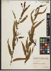 Foto von Salix nigra Marshall
